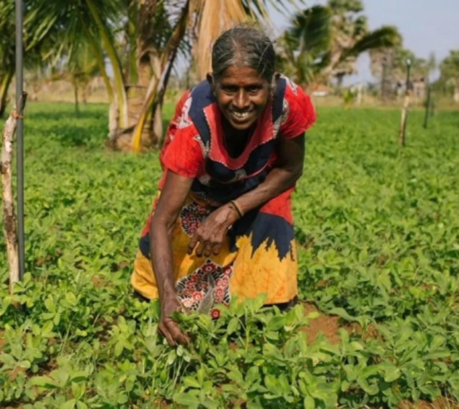 ZOA verlässt Sri Lanka: Lachende Frau erntet 